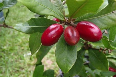 Il frutto che trasforma l’amaro in dolce. Il  